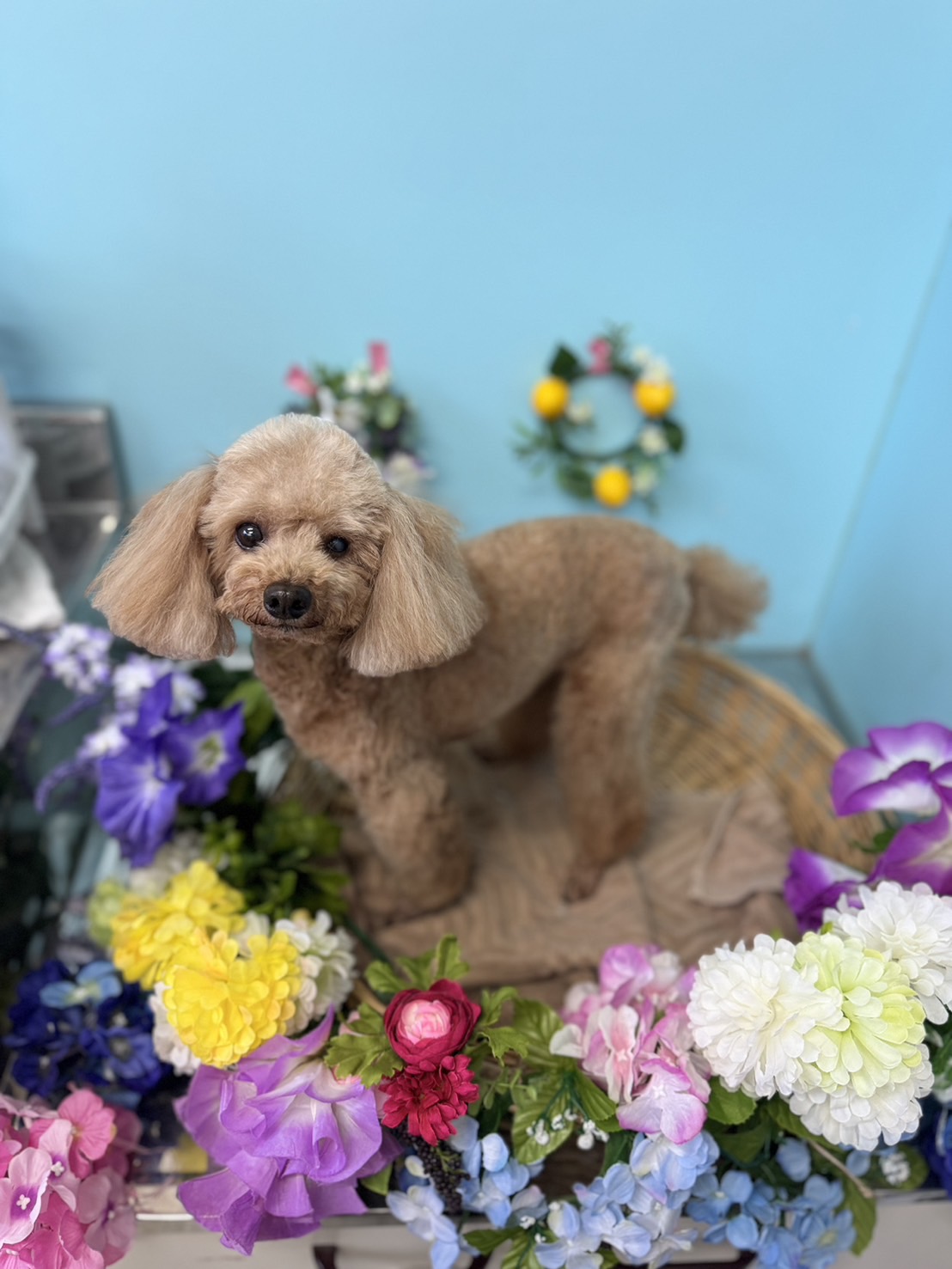 プリッツちゃん