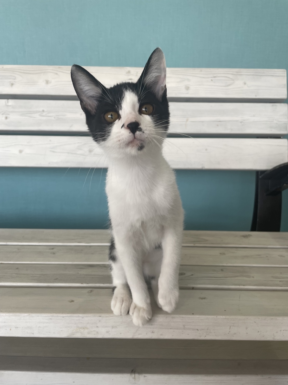 つぶあんちゃん