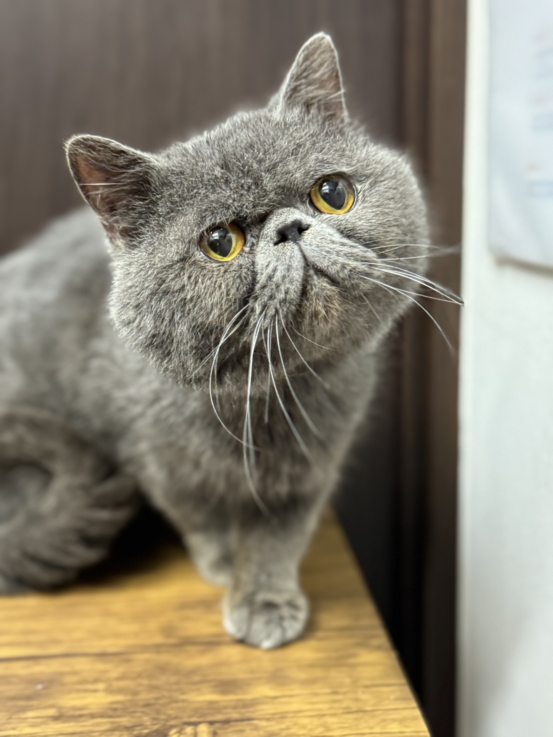 きょうじゅろうくん